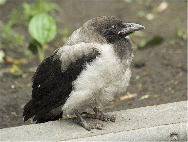 Фото: bogdan-63.livejournal.com/2952524 