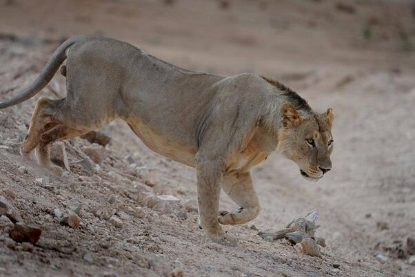 Львы без гривы отлично справляются со своими обязанностями