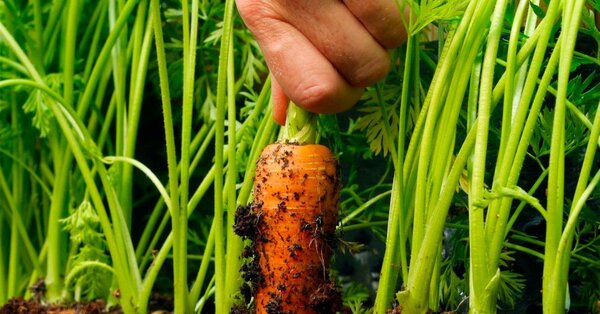 Эффективно и экономно боремся с врдителями моркови