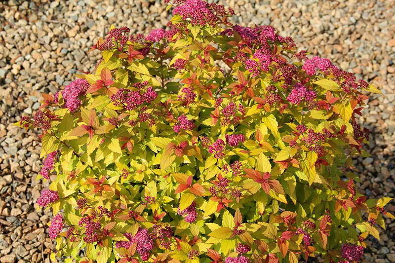 Спирея японская Голдфлейм Spiraea japonica Goldflame