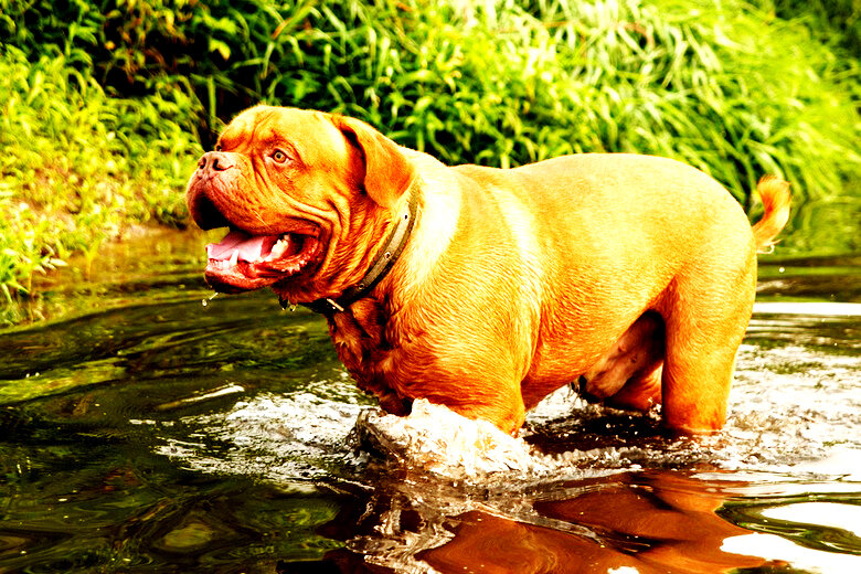  556 фунтов на квадратный дюйм