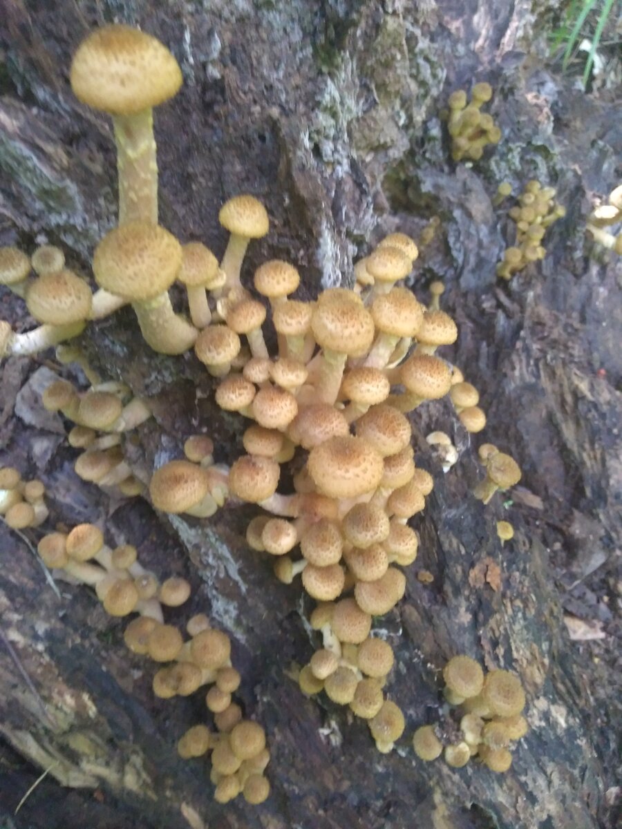 Опёнок осенний (Armillaria mellea)на дубе