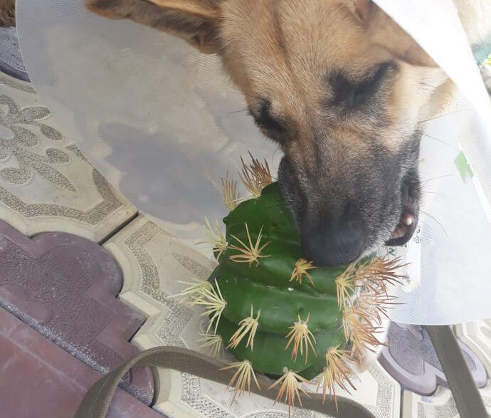 "Черри плакала, кололась, но продолжала есть кактус"