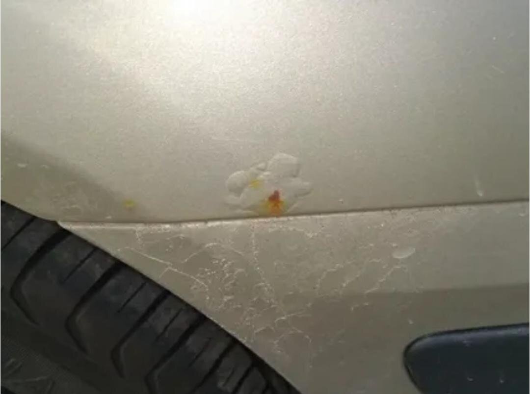 Жучок на кузове автомобиля