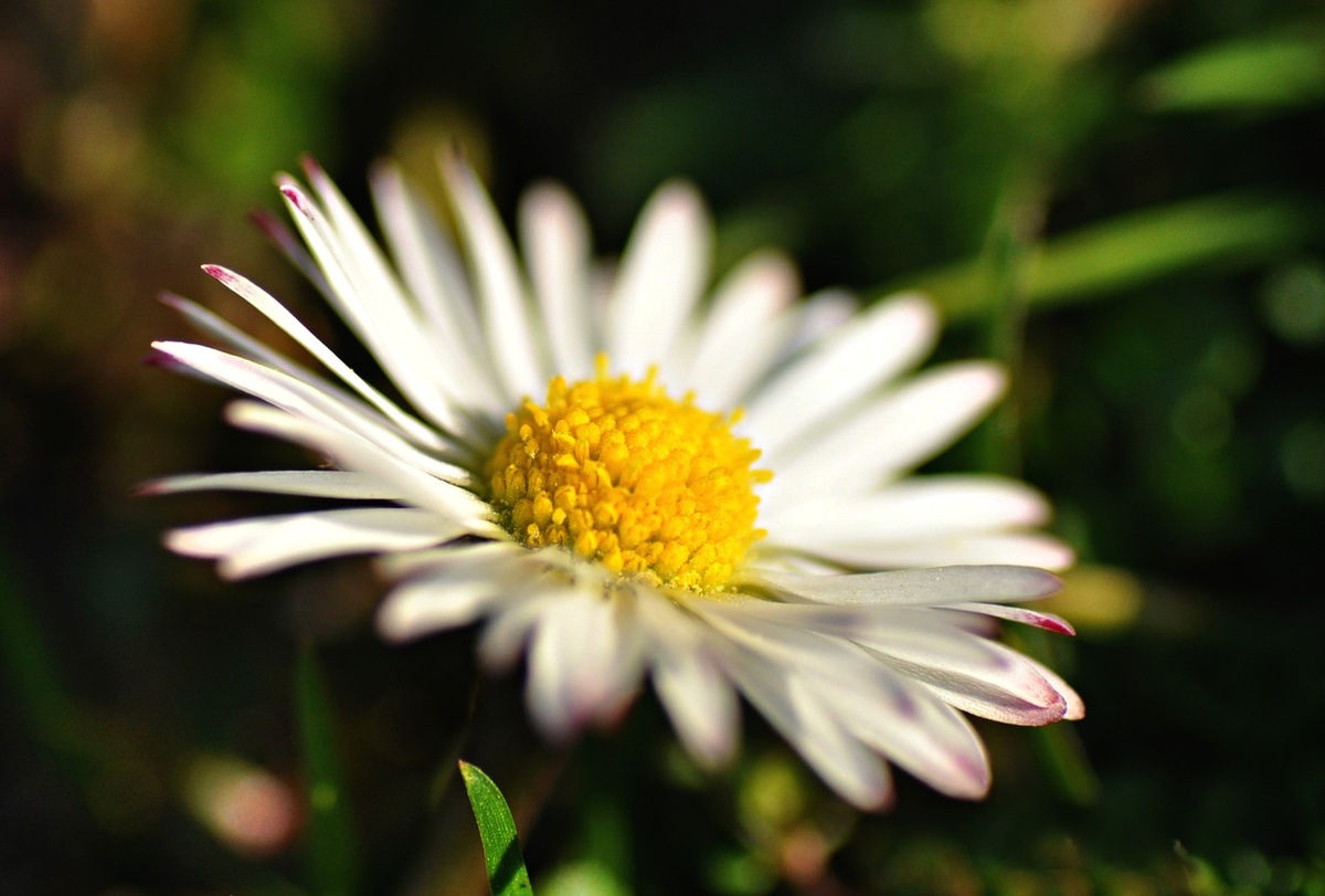  https://pixabay.com/ru/photos/%D0%BE%D0%B1%D1%89%D0%B0%D1%8F-%D1%80%D0%BE%D0%BC%D0%B0%D1%88%D0%BA%D0%B0-%D1%86%D0%B2%D0%B5%D1%82%D0%BE%D0%BA-%D0%B7%D0%B0%D0%B2%D0%BE%D0%B4-%D0%BB%D0%B5%D0%BF%D0%B5%D1%81%D1%82%D0%BE%D0%BA-4030868/ 