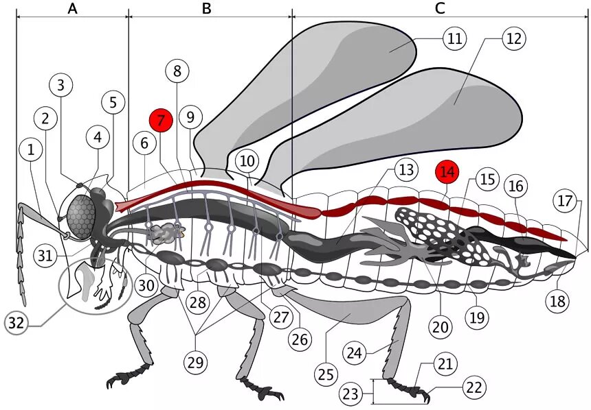 Piotr Jaworski/Creative Commons/ Debbie Hadley