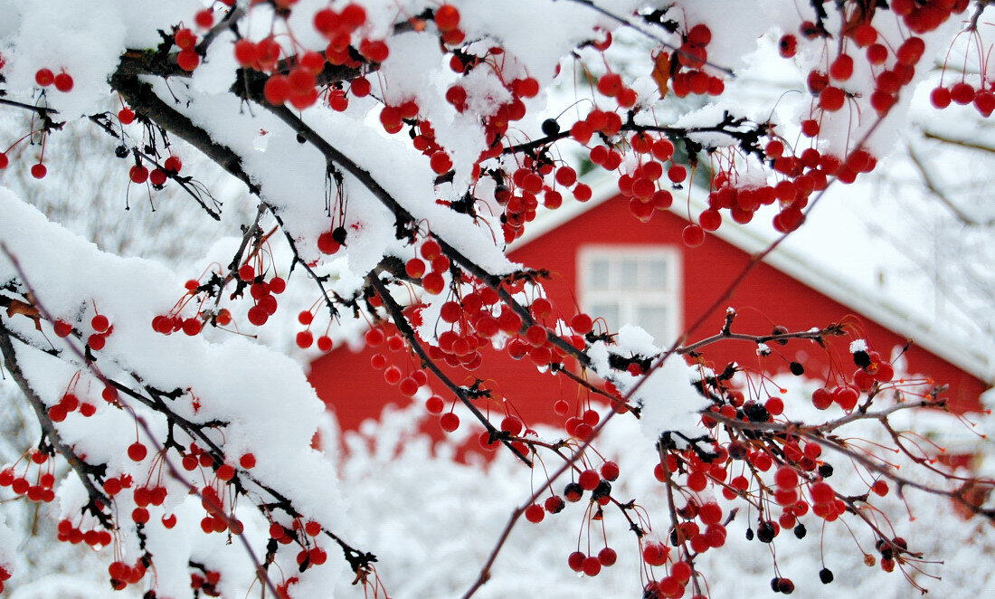 Рябина добавляет огненного контраста вашему зимующему саду