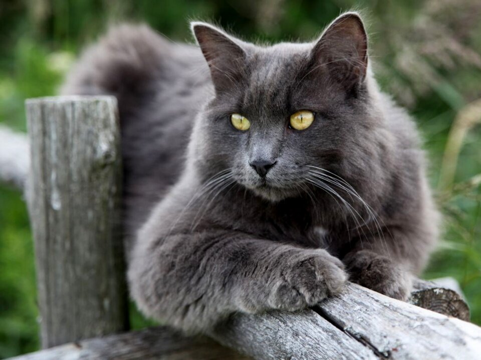 кот породы нибелунг. фото из интернета