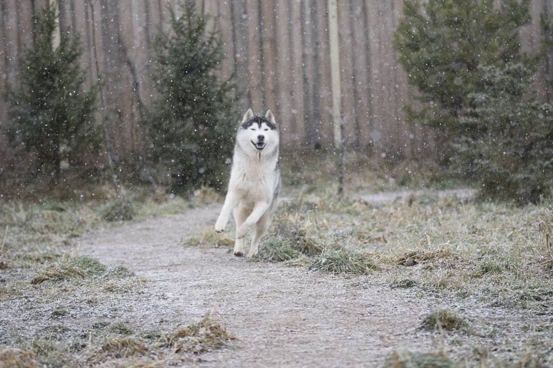 Этот навык важен в отработке команды "ко мне" 