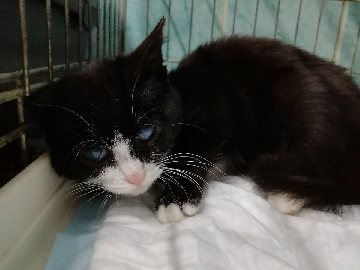 Брусника в стационаре после спасения (Банда Дворян)