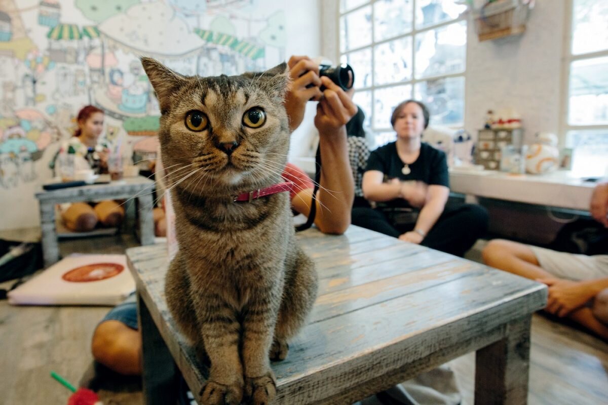 Котокафе в москве
