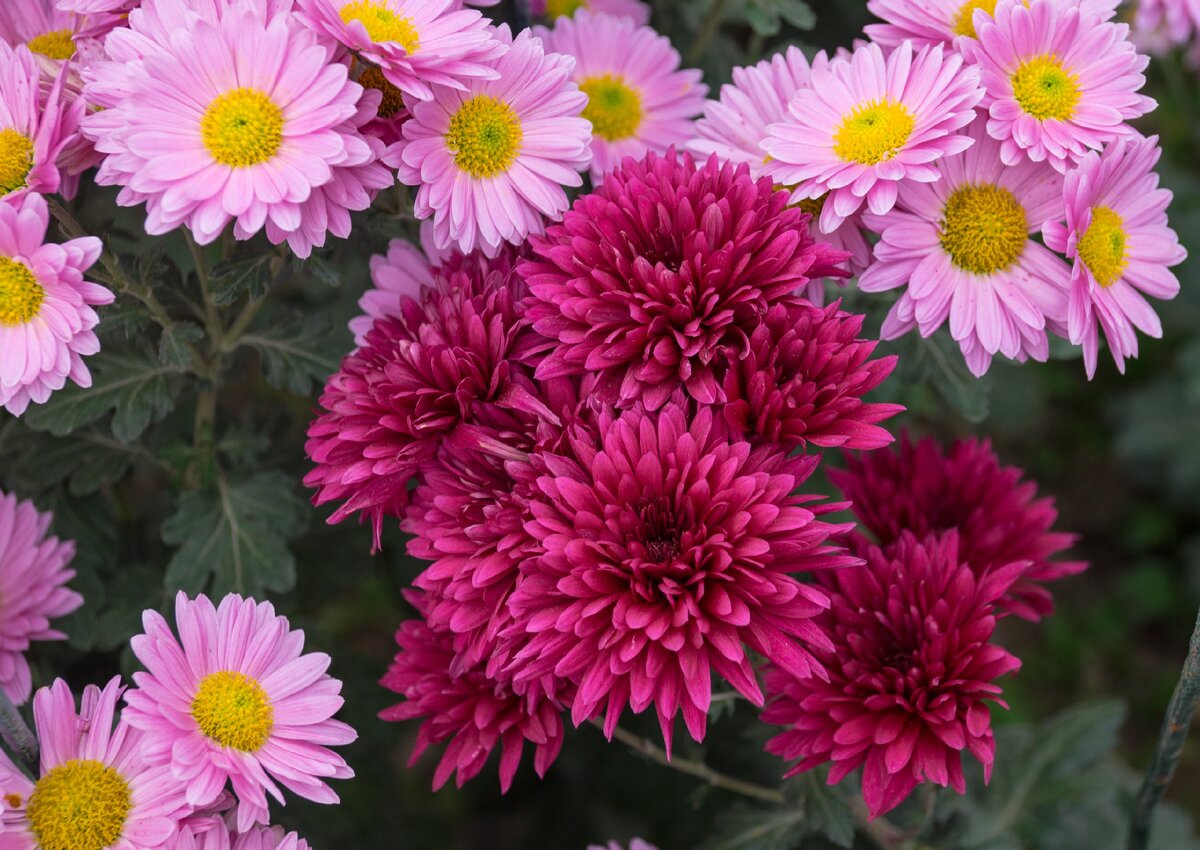 Хризантема Chrysanthemum