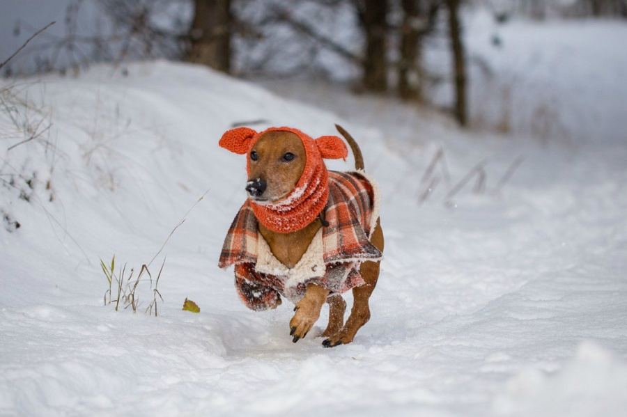 Крупная собака с густой шерстью и достаточным количеством жира при наличии возможности физической активности может находиться на морозе достаточно длительное время.