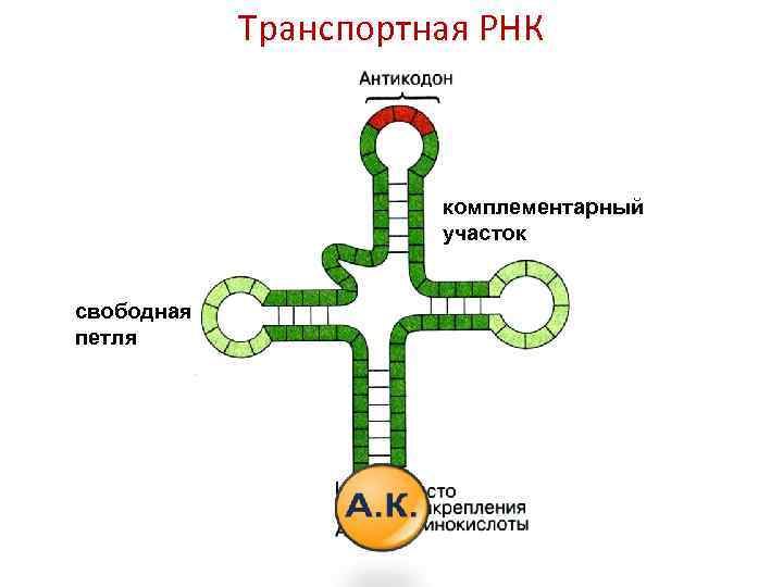 Строение молекулы ТРНК. Схема строения молекулы ТРНК. Строение ТРНК рисунок. Структурная формула ТРНК.