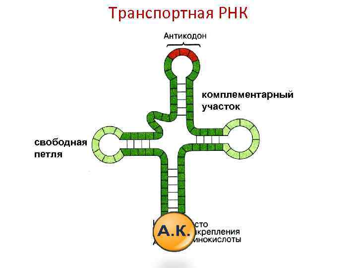 Антикодон представляет собой. Строение молекулы транспортной РНК. Строение молекулы ТРНК. Схема строения молекулы ТРНК. Строение ТРНК рисунок.