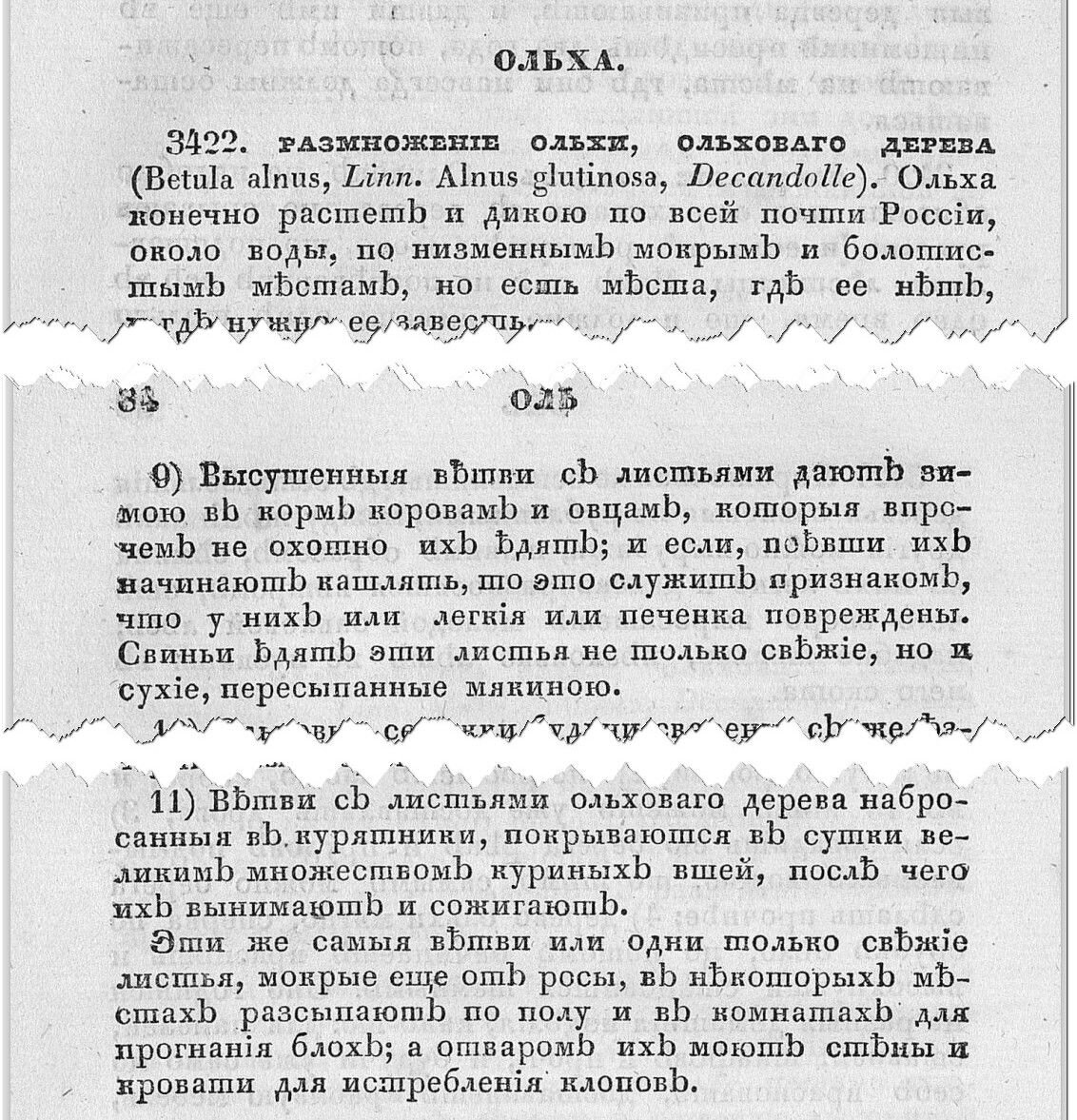 Ольха для кур, свиней, коров и овец. Рецепты из прошлого | BAYOUN.RU | Дзен