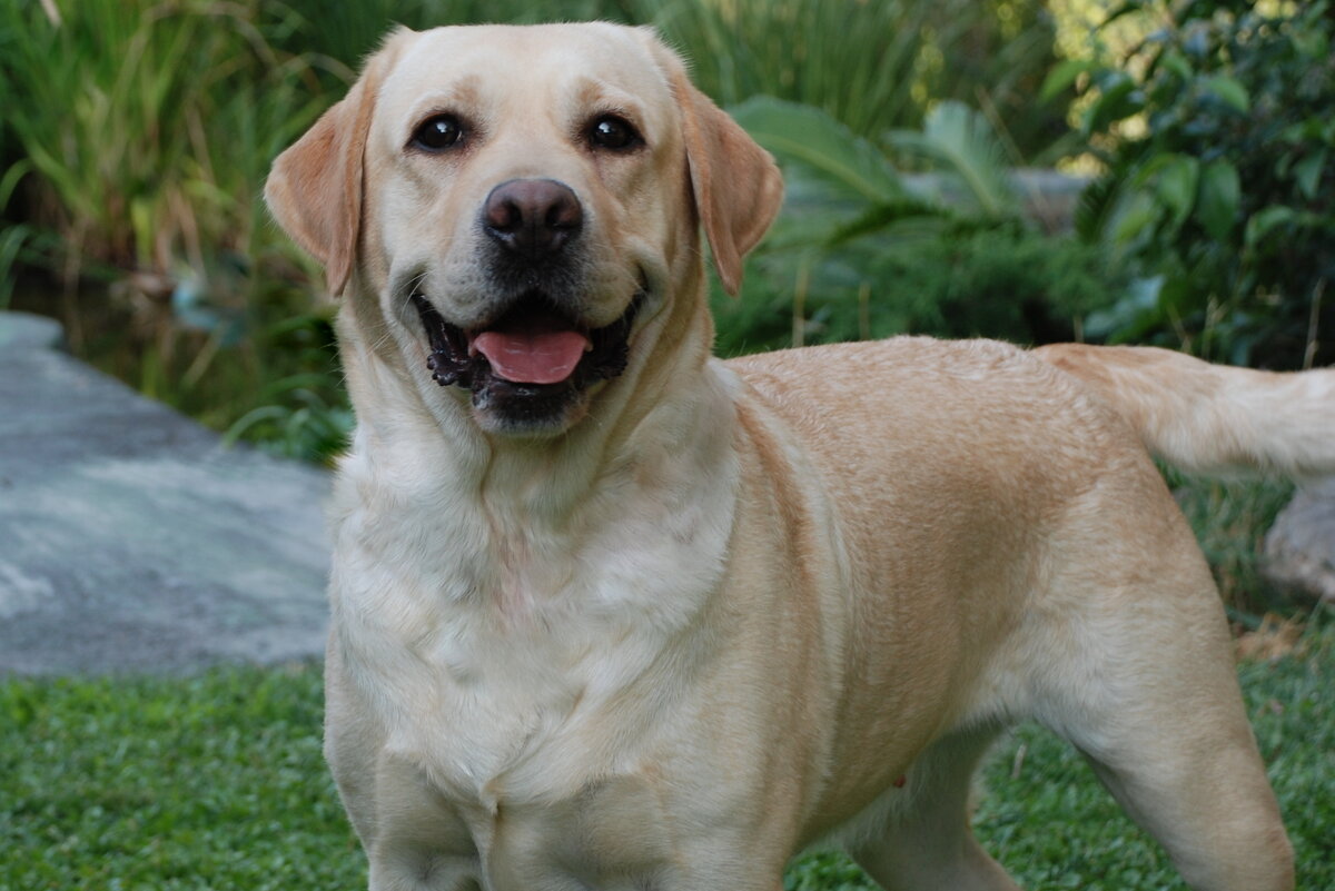 Лабрадор-ретривер (Labrador Retriever).