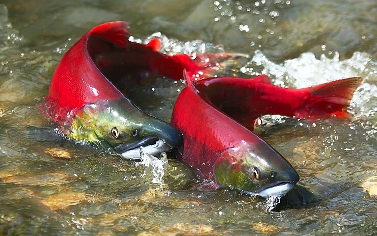 Самец и самка нерки в пресной воде