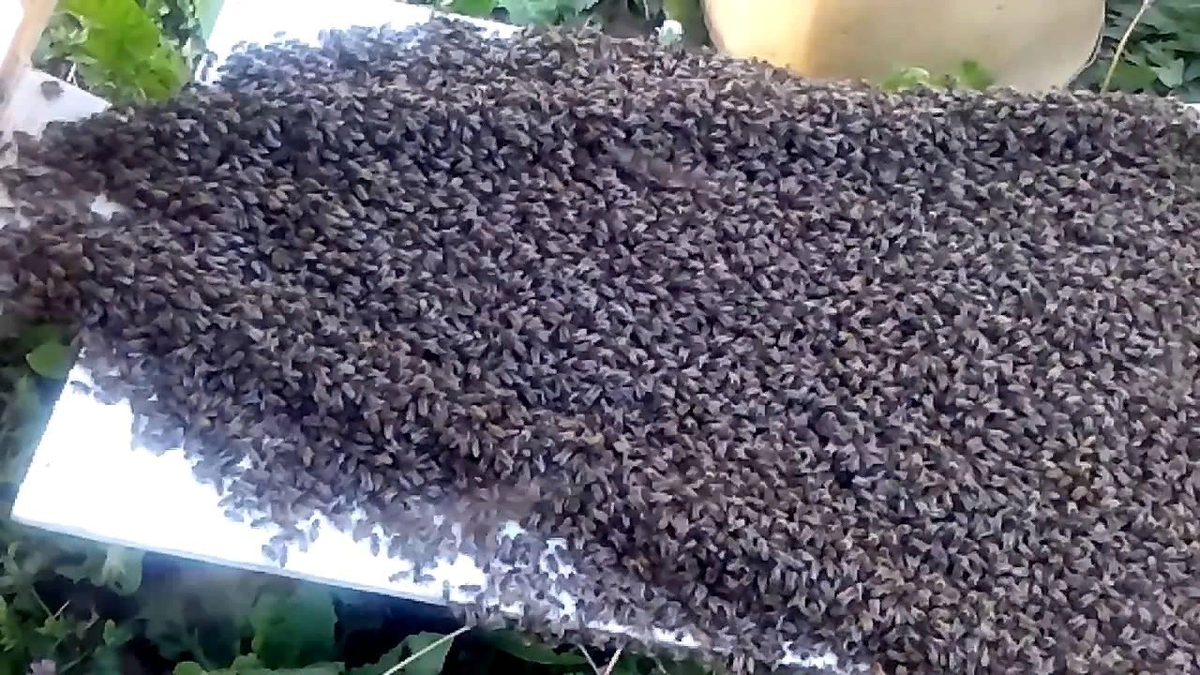 Рой заходит в улей. Фото из свободных источников