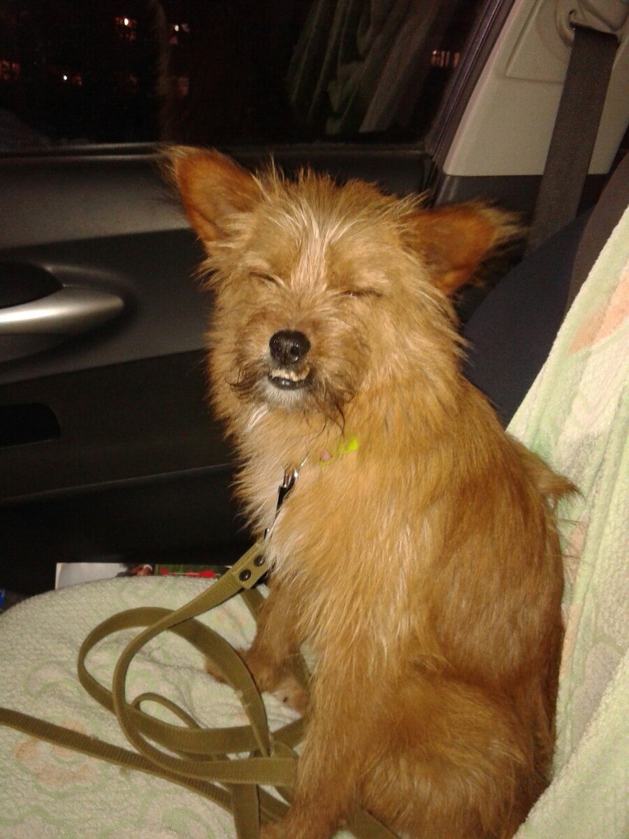 Похож я на прапрапращура с фото выше?