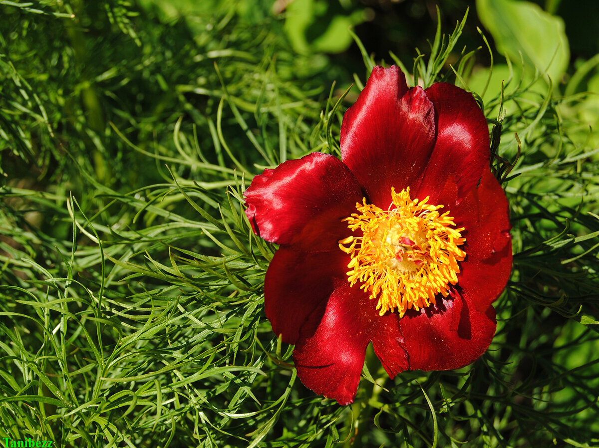 Пион тонколистный. Пион тонколистный Воронец. Пион тонколистный Paeonia tenuifolia. Пион ботан тонколистный. Пион тонколистный (ООПТ).