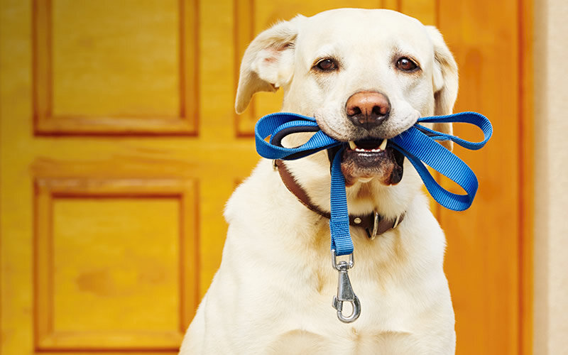 Сколько времени собака может терпеть без вреда для здоровья? | Кинолог  Александр Смирнов | Дзен