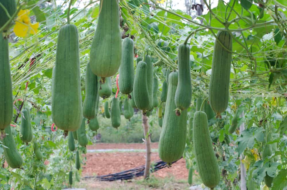 Так она растет в огороде Люффа цилиндрическая.  Яндекс картинки.