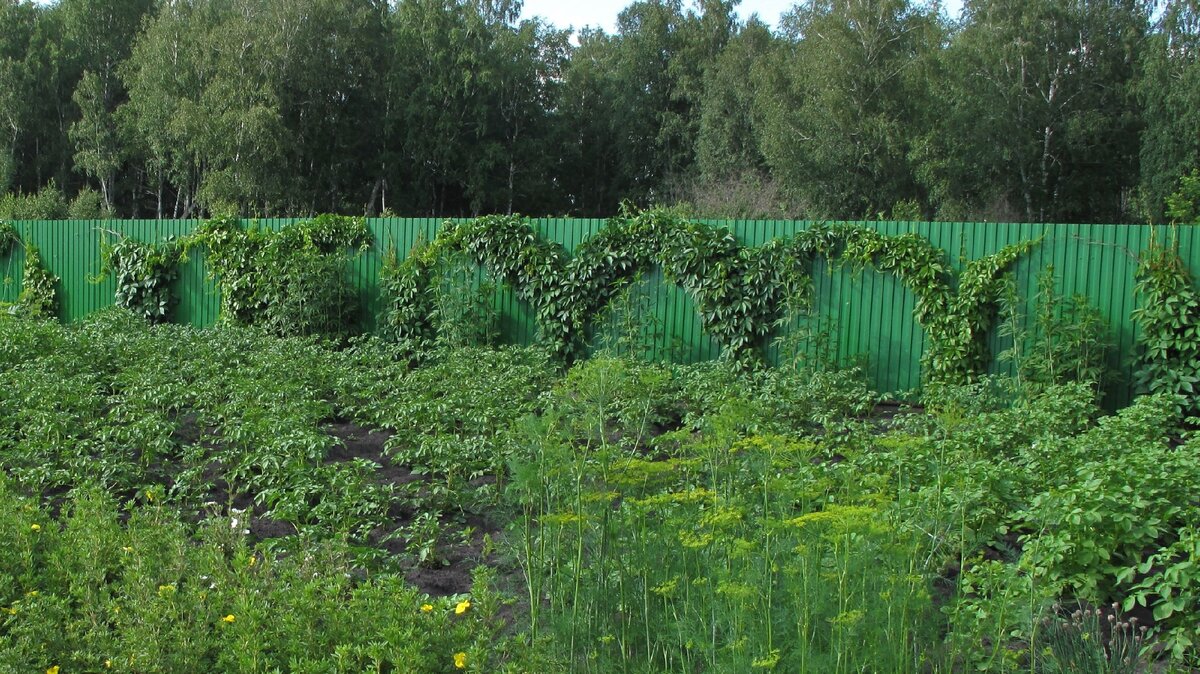 Дачный забор из профнастила скучный и некрасивый. Мы украсили его просто и  дешево | Графоманка | Дзен