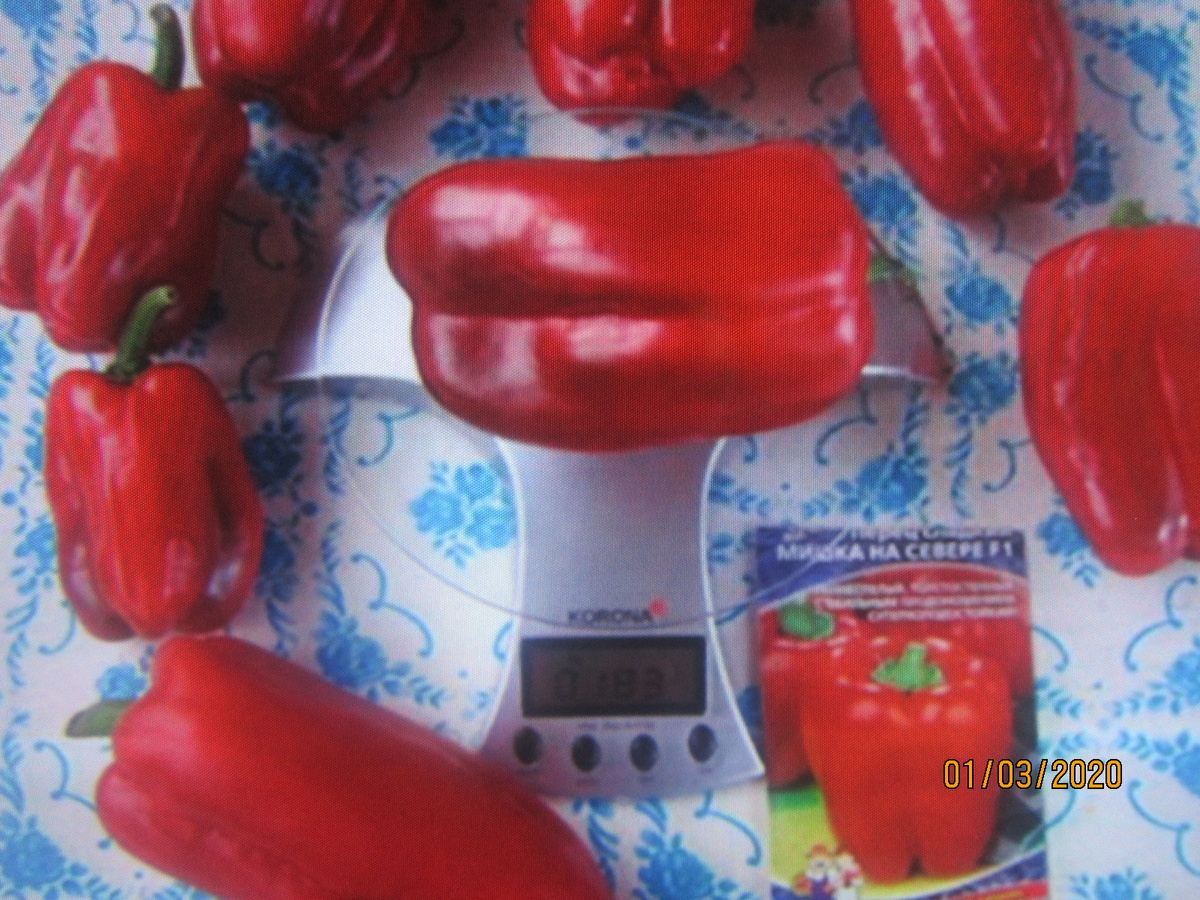 Тоже Мишка на севере .