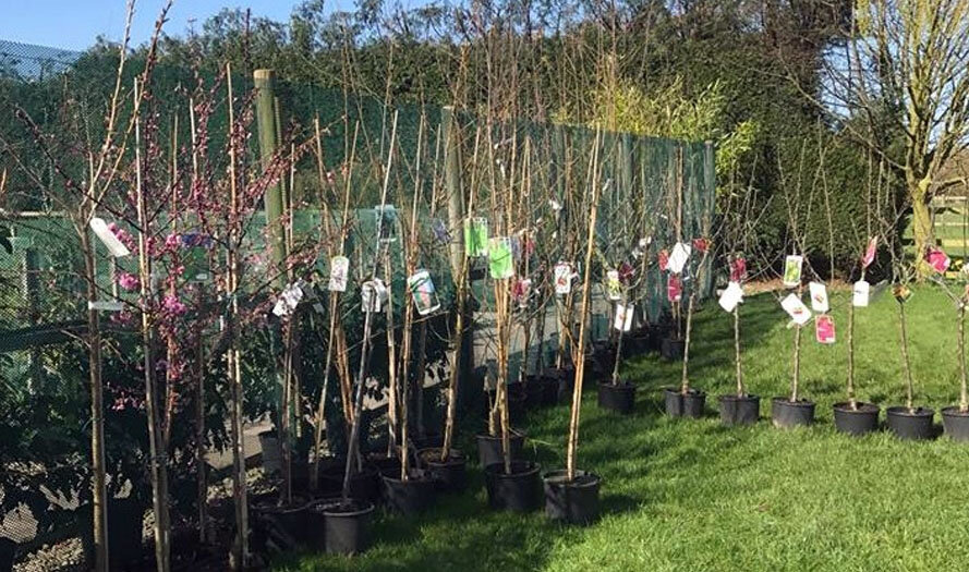 Далеко не все эти саженцы превратятся во взрослые деревья