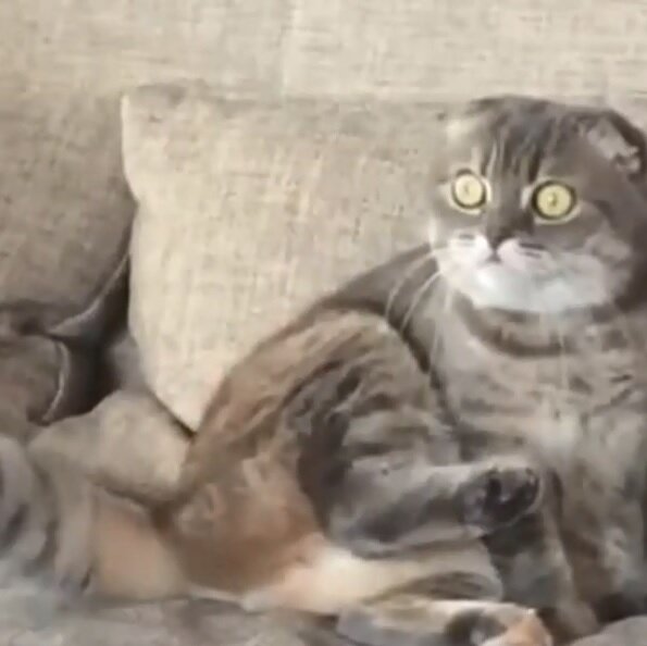 Кадр из видео: coub.com