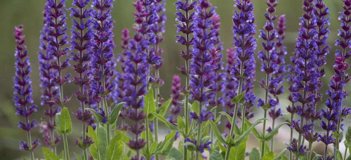 Шалфей лекарственный