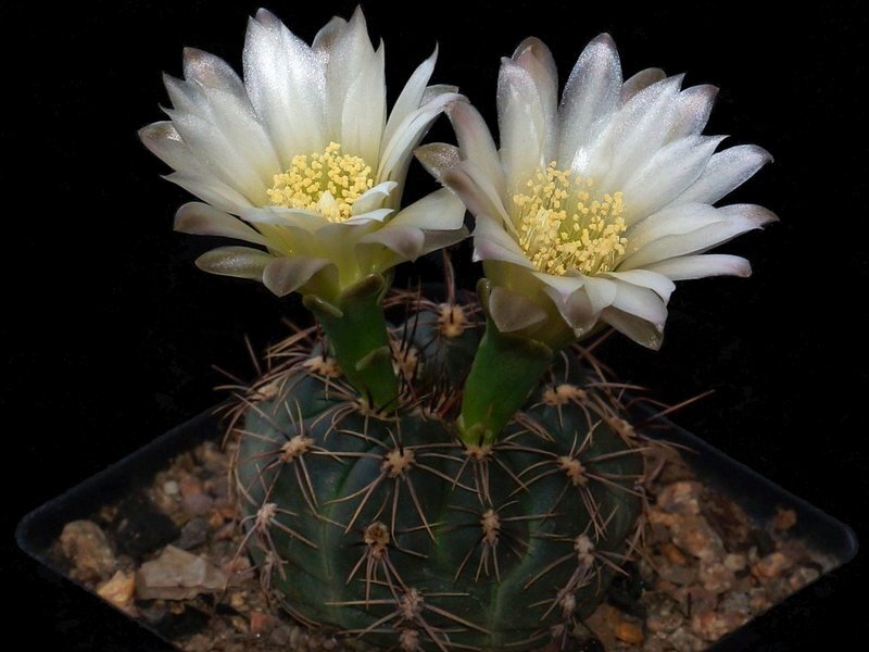 Гимнокалициум японский. Гимнокалициум Кактус. Gymnocalycium amerhauseri VG 528. Гимнокалициум в природе.