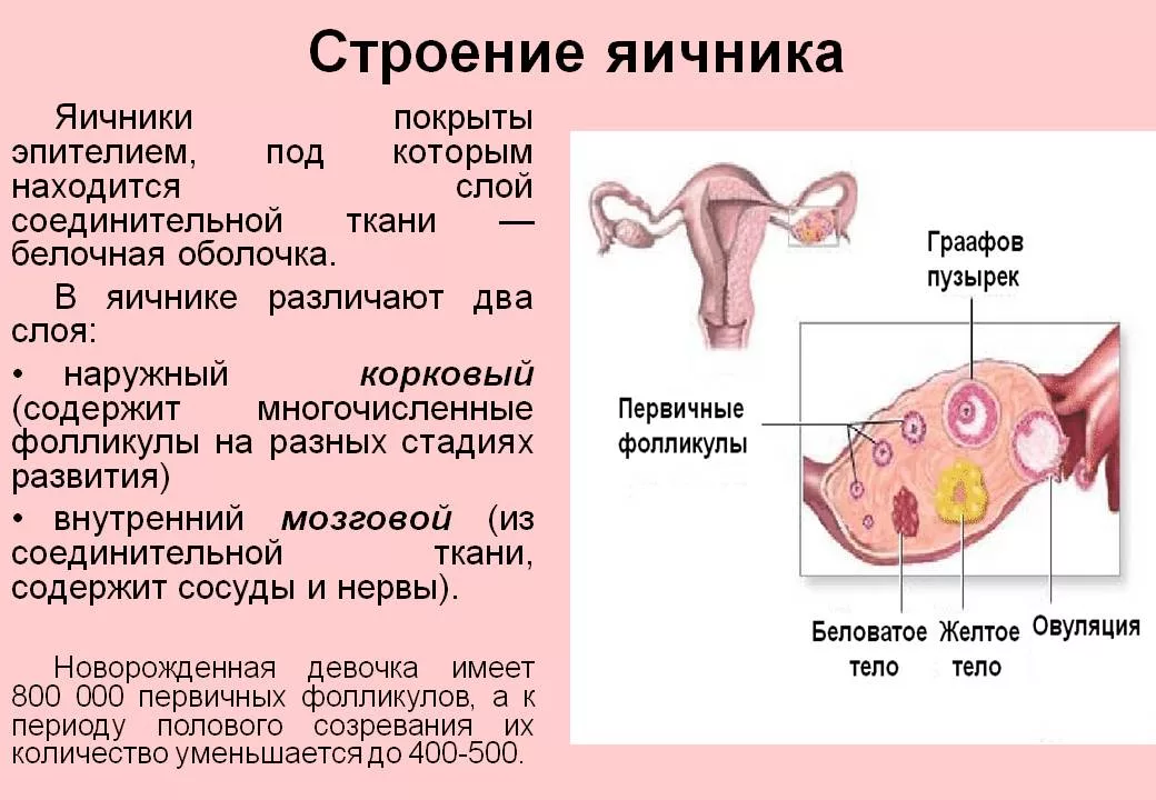 Положение яичника