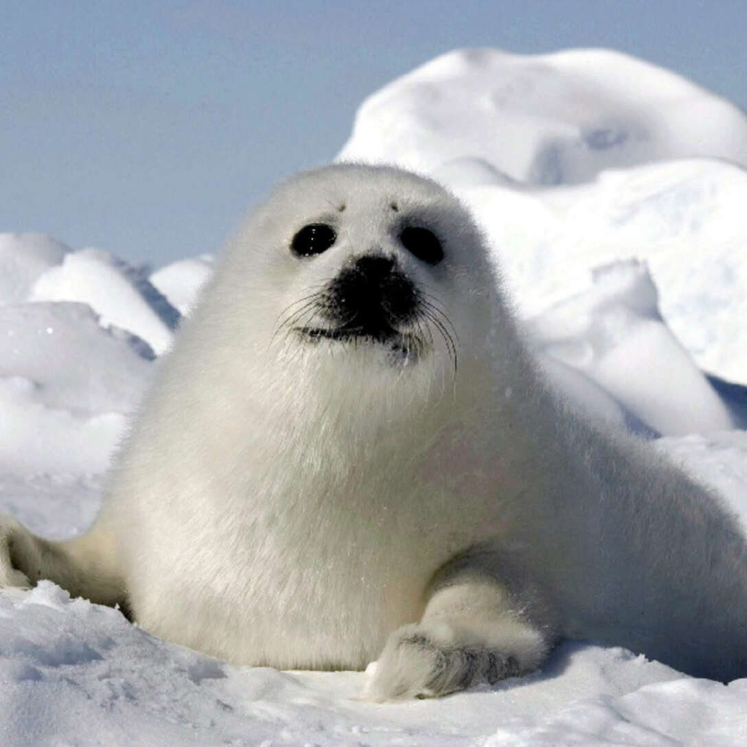 Гренландский тюлень (Лысун). Белый Гренландский тюлень. Гренландский тюлень взрослый. Белек гренландского тюленя.