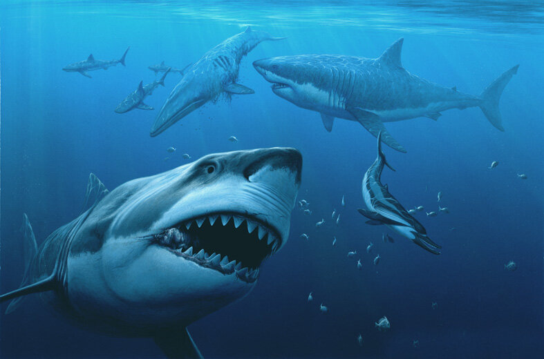 Видео акулы больше. Акула МЕГАЛОДОН. МЕГАЛОДОН вымер. Вымершая акула МЕГАЛОДОН. Самая большая акула МЕГАЛОДОН.