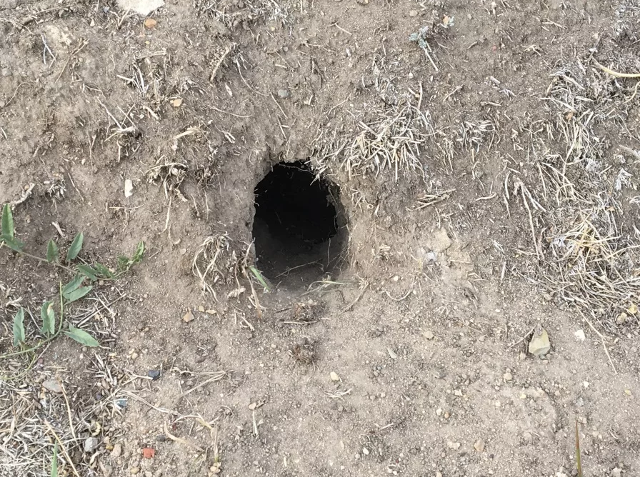 Норка барсука. Лиса в норе. Вот такие норы. Вот такие норы. Южнорусский тарантул гнездо.