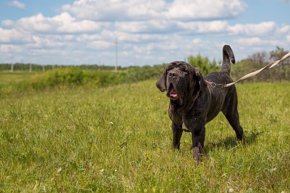 мастино Арчи