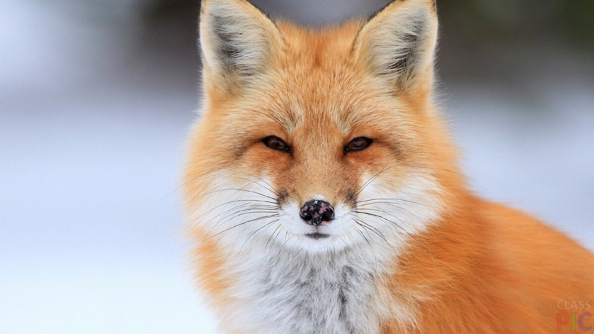 Источник яндекс картинки