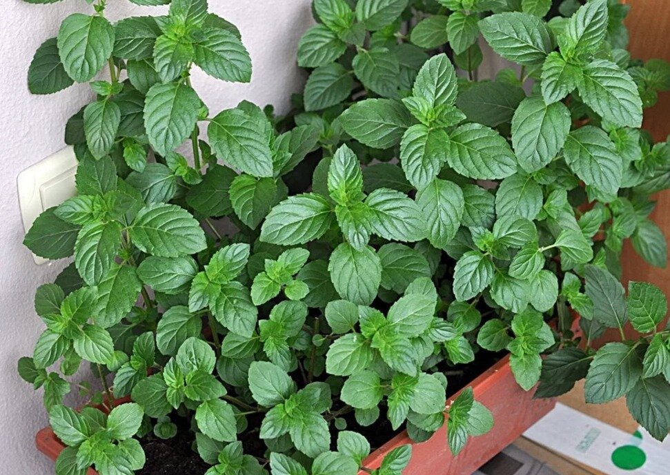 комнатная мята