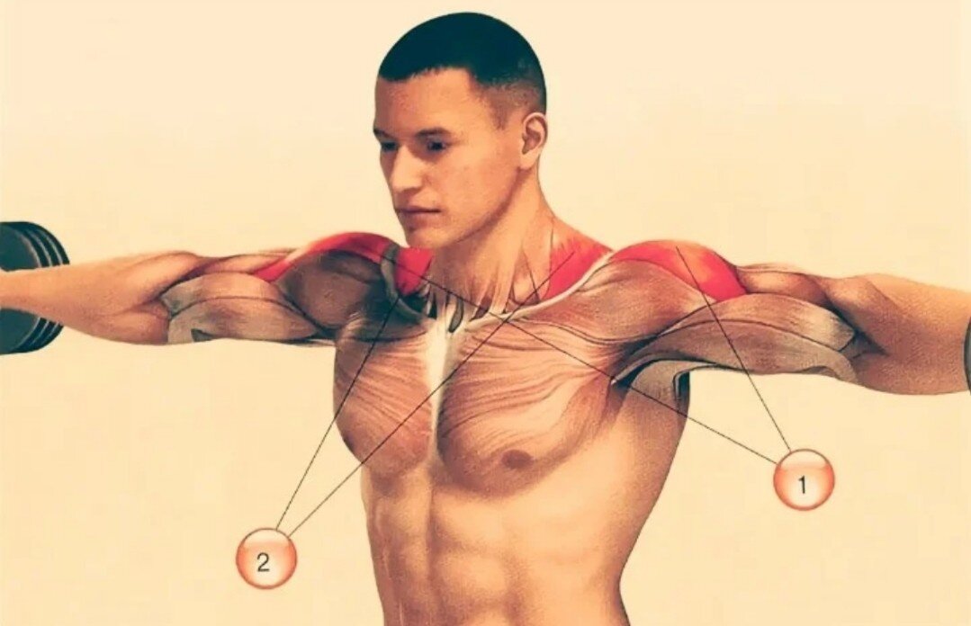 Руки рост мышц. Дельтовидная мышца отведение. Дельтовидная мышца и Дельта. Анатомия мышц задняя Дельта. Передняя средняя и задняя Дельта.