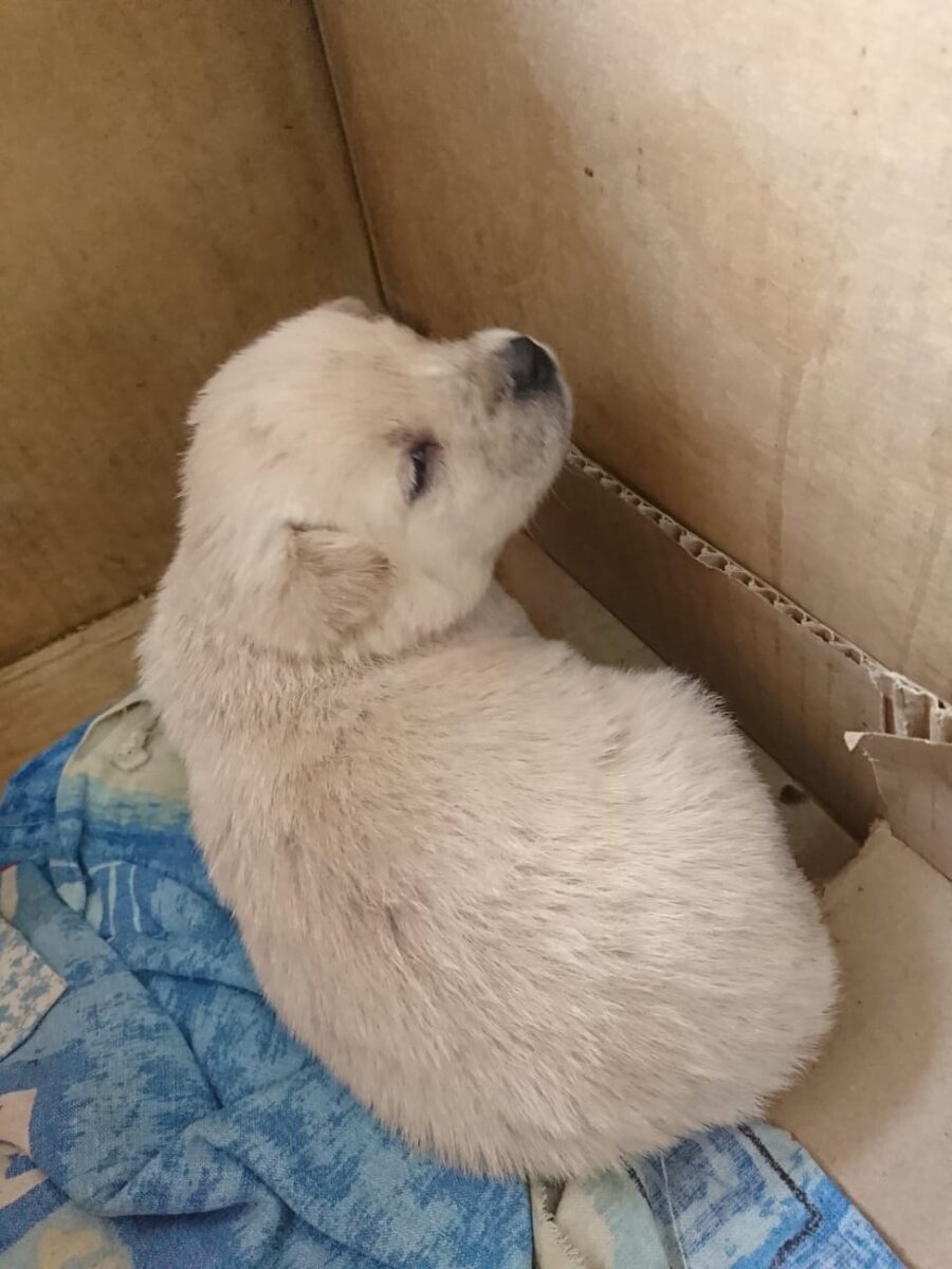 Магазин магнит. Киселевск. 