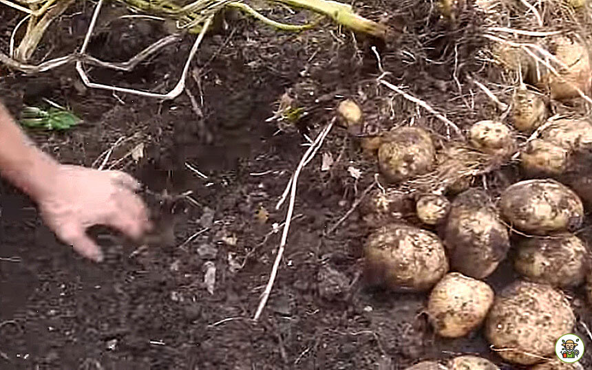 Богатый урожай картофеля