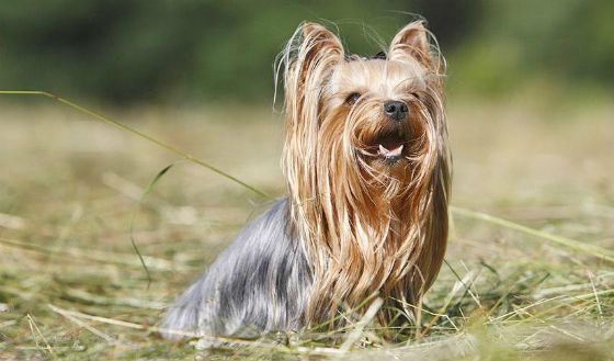 Длинношерстный йоркширский терьер 