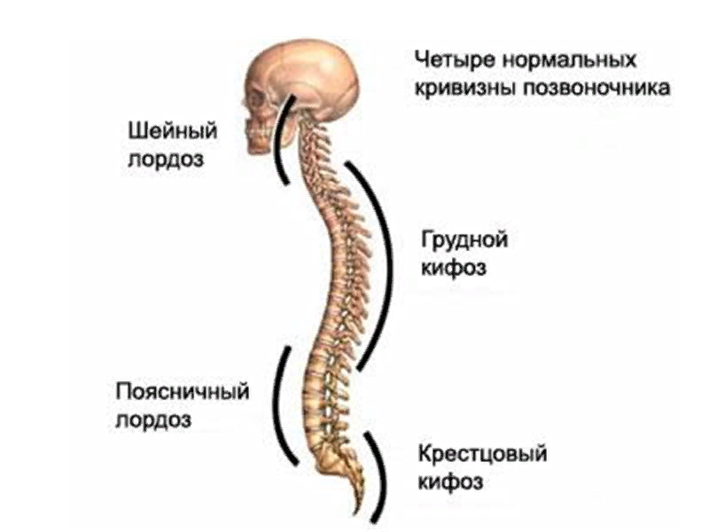 Что такое лордоз позвоночника. Отделы позвоночника лордоз. Четыре нормальных кривизны позвоночника. Позвоночный столб лордозы и кифозы. Лордоз и кифоз