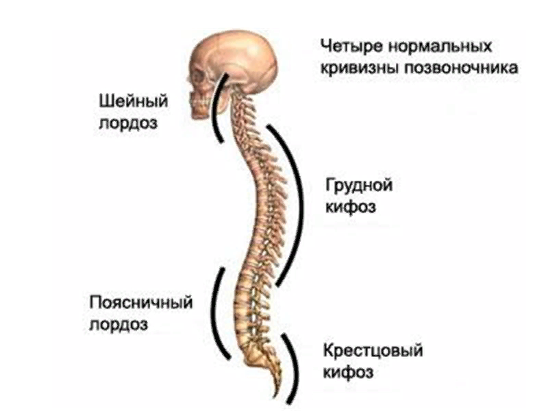 Лордоз позвоночника. Отделы позвоночника лордоз. Четыре нормальных кривизны позвоночника. Позвоночный столб лордозы и кифозы. Лордоз и кифоз.