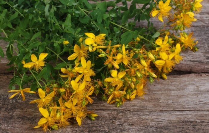 Зверобой улучшает пищеварение и помогает при диарее