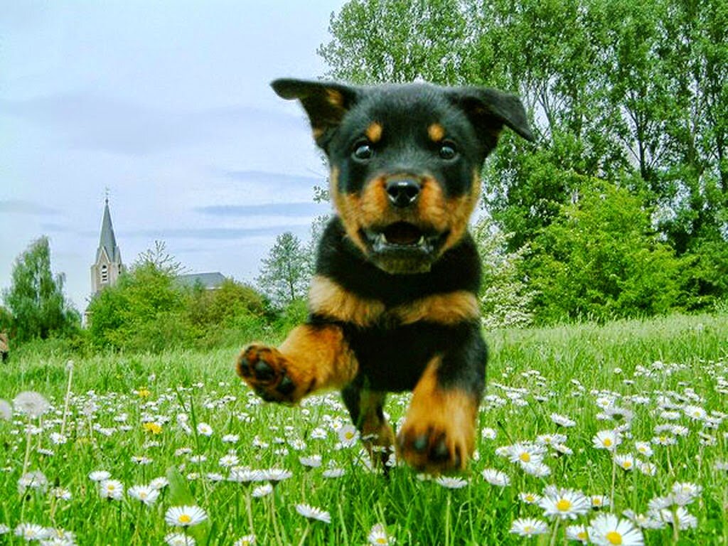 Источник http://thefunbank.blogspot.com/2015/01/rottweiler-photos-wallpapers.html