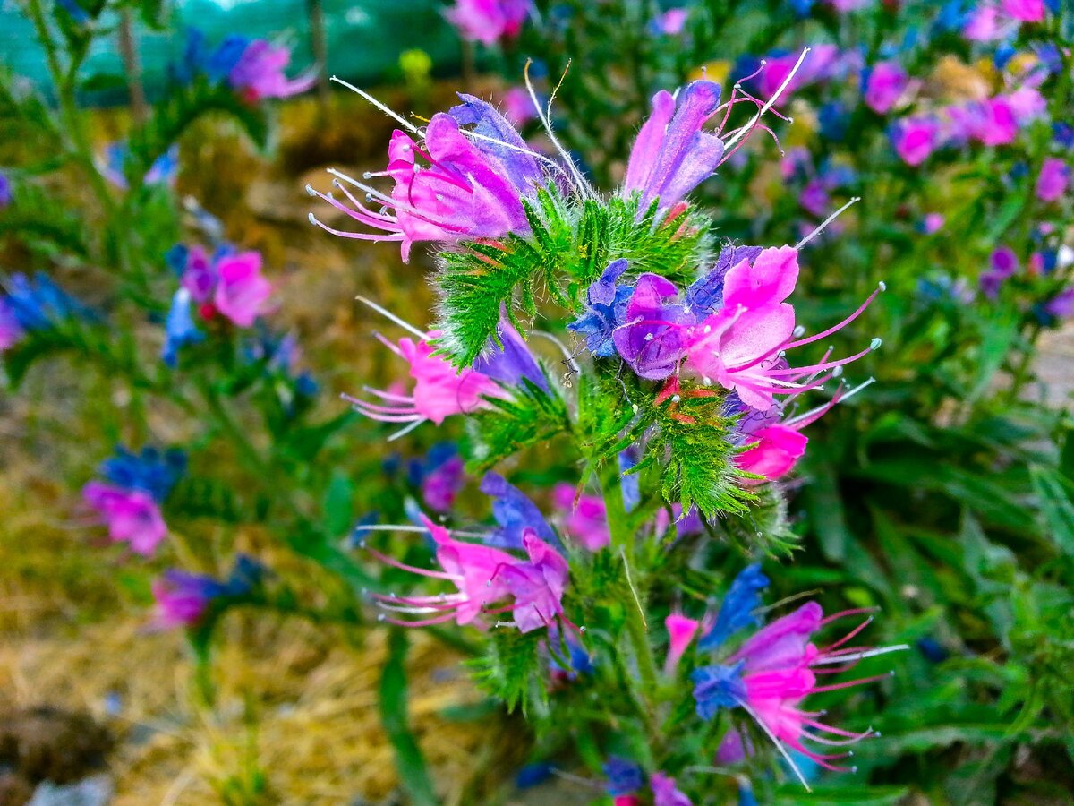 Синяк обыкновенный. Снято на Samsung S3.