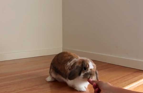Как сделать своими руками и как правильно надеть шлейку для кролика